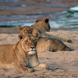 Lionesses