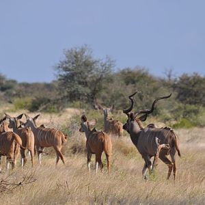 Kudu's