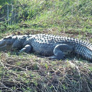 Crocodile Botswana