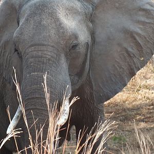 Botswana Elephant