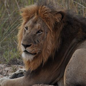 Tanzania Lion