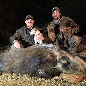 Hunt South Africa Bushpig