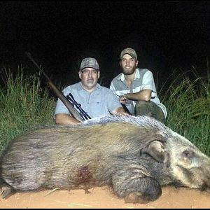 South Africa Hunt Bushpig