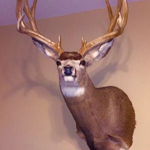 Mule deer Taxidermy Shoulder Mount