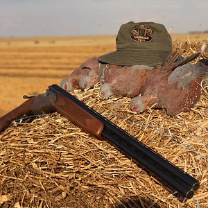 Bird Hunting South Africa Speckled Pigeon