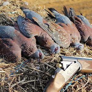 Wing Shooting Speckled Pigeon South Africa