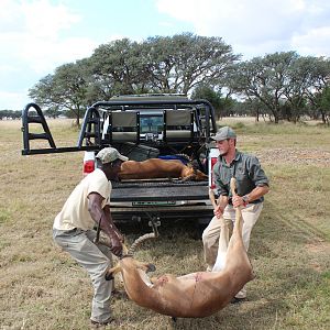 Hunting South Africa Impala