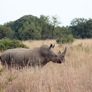 South Africa White Rhino