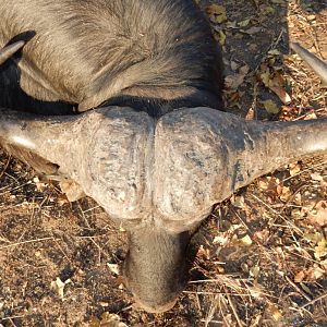 Cape Buffalo Tanzania Hunt