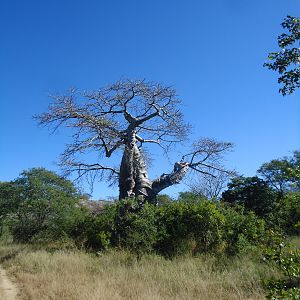 Zimbabwe Baobab Tree