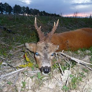 Roe Buck Hunting