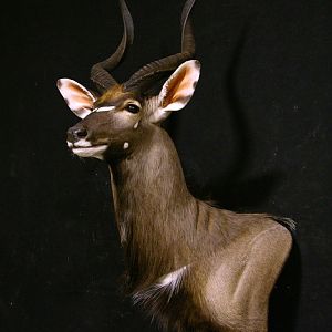 Taxidermy Shoulder Mount Nyala 30" Inch