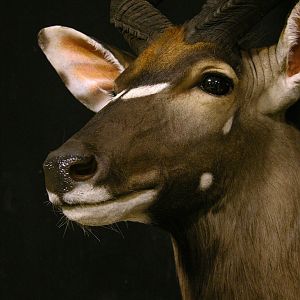 Shoulder Mount Taxidermy 30" Inch Nyala Close Up