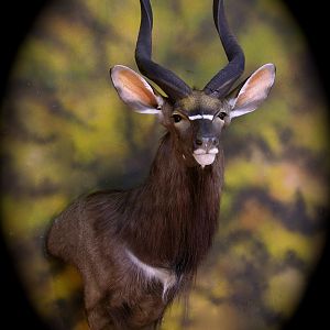 Taxidermy Shoulder Mount Nyala