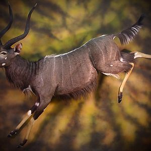 Taxidermy Full Mount Nyala