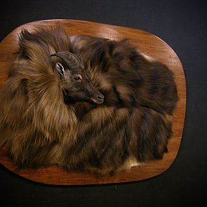 New Zealand Tahr Demaske Taxidermy