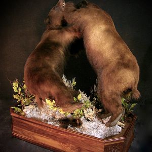 New Mexico Bears Full Mount Taxidermy Bear Fight!