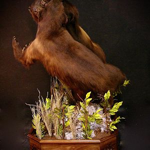 Bear Fight! Taxidermy New Mexico Bears Full Mount