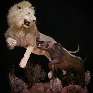 Lion & Bushpig Full Mount Taxidermy