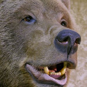 Full Mount Close Up Big Brown Bear Taxidermy