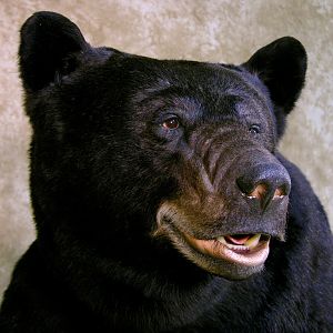 601lb North Carolina Full Mount Black Bear Taxidermy