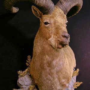 Taxidermy Dagestan Tur Shoulder Mount