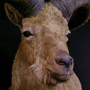 Dagestan Tur Shoulder Mount Taxidermy