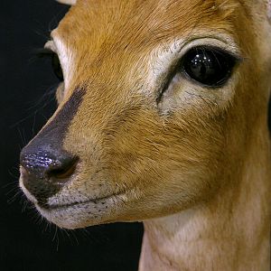 Pedestal Taxidermy Steenbok