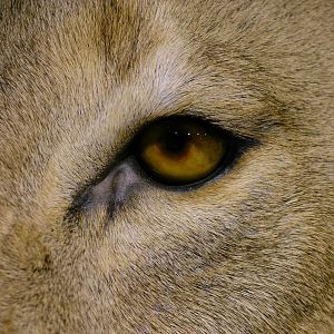 Full Mount Lion Taxidermy Big Zimbabwe Cat