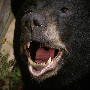 700lb Black Bear Shoulder Mount Taxidermy