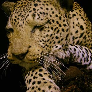 Full Leopard Mount Taxidermy On A Limb