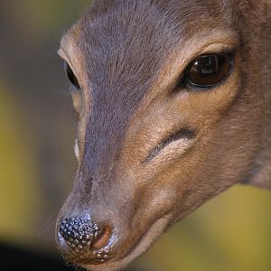 Blue Duiker Full Mount Taxidermy