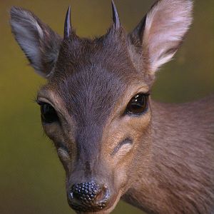 Blue Duiker Full Mount Taxidermy