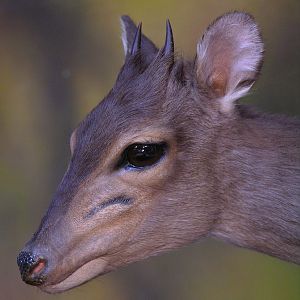 Blue Duiker Full Mount Taxidermy