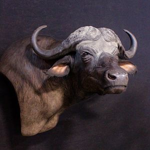 Wall Pedestal Cape Buffalo Taxidermy