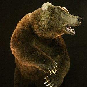 Brown Bear Full Mount Taxidermy Mount