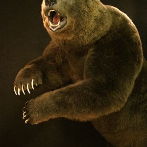 Brown Bear Full Mount Taxidermy Mount