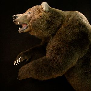 Brown Bear Full Mount Taxidermy Mount