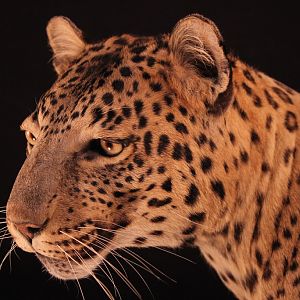 Female Leopard Full Mount Taxidermy