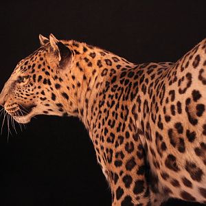 Female Leopard Full Mount Taxidermy