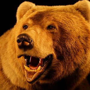 Brown Bear Full Mount Taxidermy