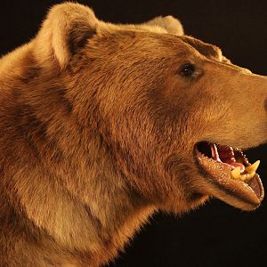 Brown Bear Full Mount Taxidermy