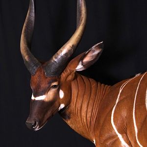 Bongo Full Mount Taxidermy