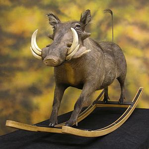 Different Kind Of Warthog Full Mount Taxidermy