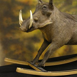 Different Kind Of Warthog Full Mount Taxidermy