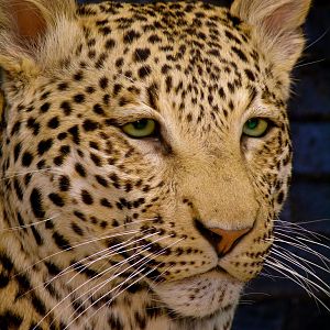 Leopard Taxidermy Mount