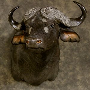 Cape Buffalo Shoulder Mount Taxidermy