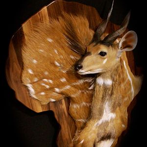 Bushbuck Demaske Shield Taxidermy