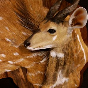 Bushbuck Demaske Shield Taxidermy