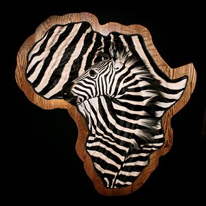 Zebra Demaske Shield Taxidermy